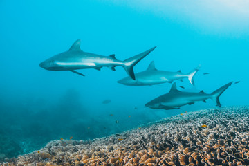 Fototapeta na wymiar Grey reef sharks swimming peacefully over a coral reef