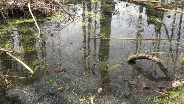 Frogs spawning in a spring pond.