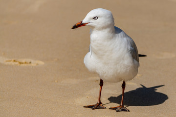 Standing seagull on the beach.