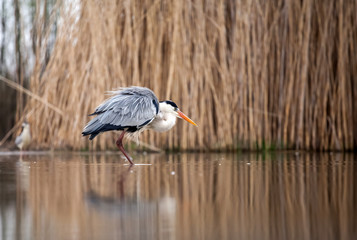 Grey heron eating fish