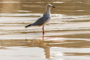Seagull on the beach with reflection on the water. 