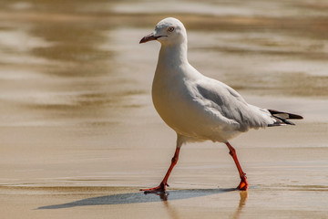 Walking seagull on the beach.