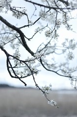 apple tree blooming white flowers