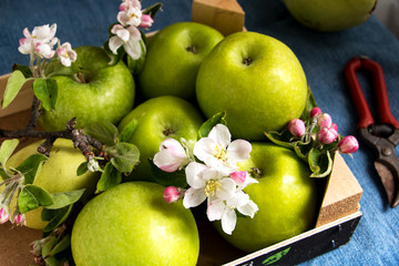 grüne äpfel mit apfelblüten und knospen in einer obstkiste