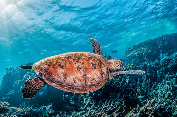 Green turtle swimming among colorful coral reef formations in the wild