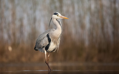 Grey heron eating fish