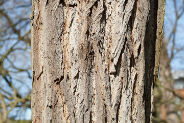 Baumstamm, Holztextur, Hintergrundbild, braune Baumrinde