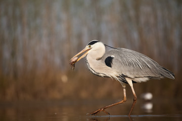 Grey heron eating fish