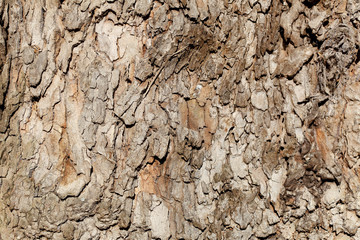 Baumstamm, Holztextur, Hintergrundbild, braune Baumrinde