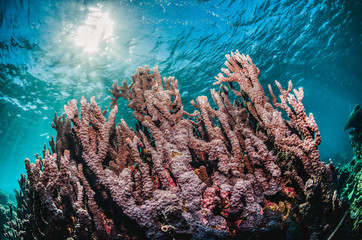 Colorful coral reef formation underwater