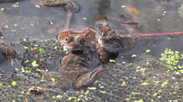 Frogs spawning in a spring pond.
