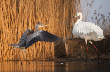 Two birds facing each other in a fight.