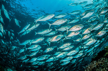 Schools of pelagic fish swimming together in clear blue ocean