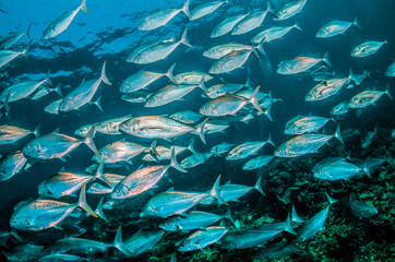 Schools of pelagic fish swimming together in clear blue ocean