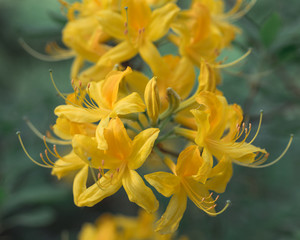 Fototapeta premium Yellow rhododendron blooms in the garden