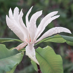 Magnolia tripetala flower close-up on a tree