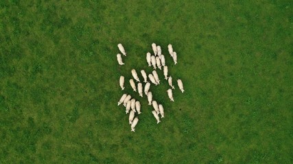 Aerial view of flock of sheep grazing on green meadow in Tyrol village, Hallstatt, Austria. Beautiful rural landscape with domestic farm animals.