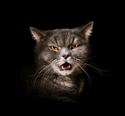 Angry gray cat
