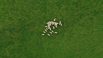 Aerial view of flock of sheep grazing on green meadow in Tyrol village, Hallstatt, Austria. Beautiful rural landscape with domestic farm animals.