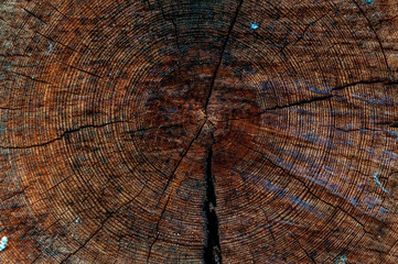 old tree trunk cut with annual rings.