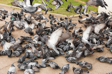 Many pigeons in the square peck grain