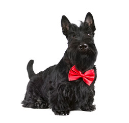Beautiful black Scotch terrier