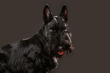 Portrait of black Scotch terrier