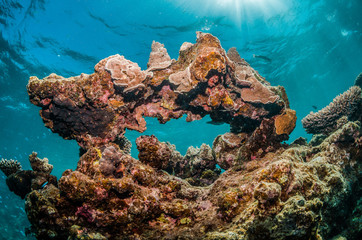 Colorful coral reef formation underwater
