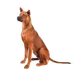 Sitting Thai Ridgeback puppy