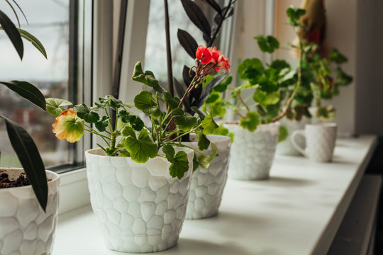 a row of flowers on the windowsill