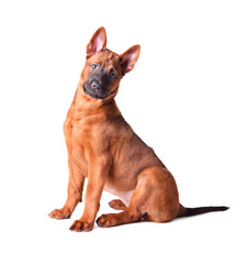 Sitting Thai Ridgeback puppy