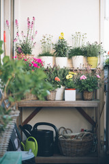Balcony plants and flowers, small balcony ideas, comcept, balcony trends, beautiful different colored flowers, Hydrangea, dhalia, Transvaal daisy, City terrace in the spring, Urban terr