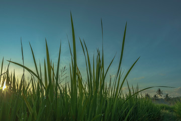 Close shot like macro rice and morning dew with palm golden sunrise beyond in Sawarna village, Banten, Java, Indonesia