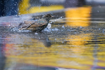 Star badet in einem Brunnen in New York, in dem sich der Hintergrund gelb spiegelt