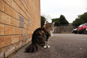 Neighborhood cat sitting
