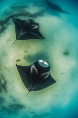 Pair of manta rays swimming together over a sandy sea floor in the wild - obrazy, fototapety, plakaty