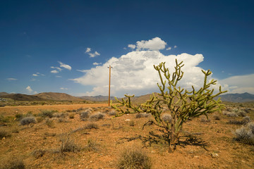 Buckhorn cholla-Kaktus und Kumuluswolke in der Wüste bei Dolan Springs, Mohave County, Arizona, USA