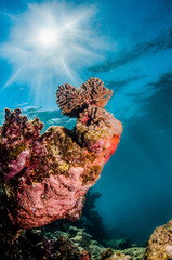 Colorful coral reef formation underwater