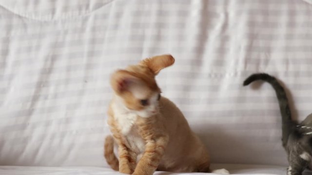 Funny Curious Young Red Ginger And Gray Devon Rex Kitten Playing Together At Home Sofa. Short-haired Cat Of English Breed