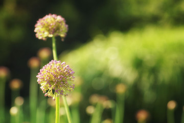 Garlic flower