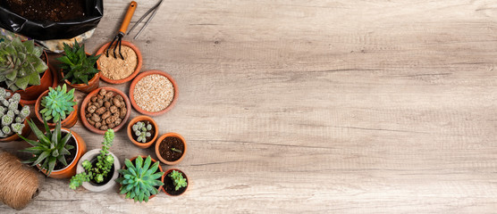  A houseplant grows. A long broad banner