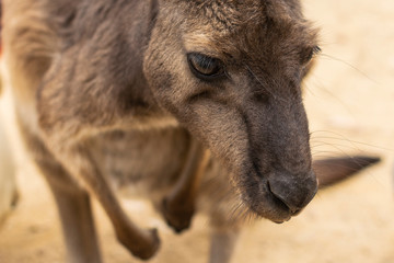 Close up portrait of young, grey kangaroo. 