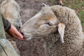 Sheep eating from human's hand.