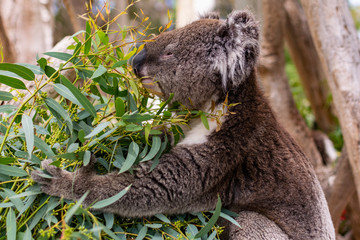 Cute koala bear chewing eucalyptus leaves. Symbol of Australian fauna. 