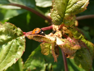 Marienkäfer