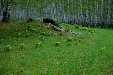 Wild spring bright yellow flower Adonis vernalis in the glades of the birch forest
