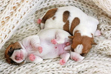 two little puppies a boy and a girl Jack Russell are sleeping on each other on their sweaters. childhood, A few hours after birth. Home pet. Horizontal