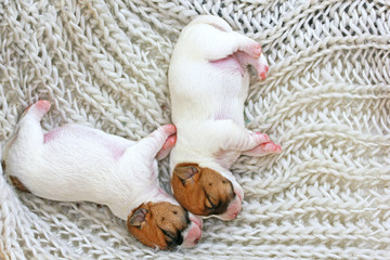 two little puppies Jack Russell sleep huddled together on a light mat taken. childhood, A few hours...