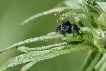 Black jumping spider sitting on green leaves of a plant, macro.