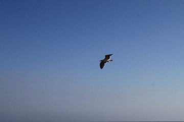 seagull in flight